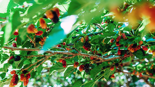 农场树枝上新鲜木浆的图像叶子健康饮食摄影昆虫植物水果绿色季节素食粉色背景