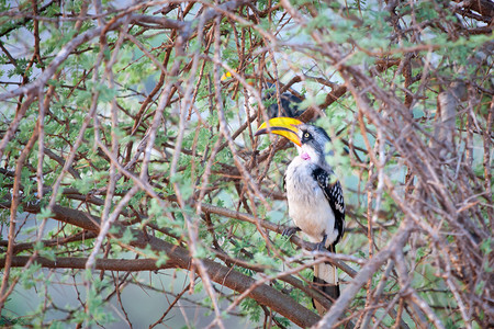 鸟类坐在肯尼亚的一棵树上高清图片