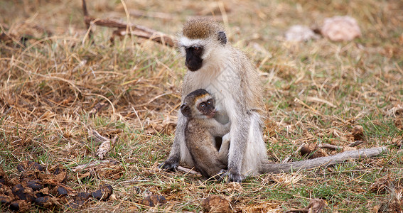 小猴子和小猴子坐在肯尼亚的野外旅行中背景图片
