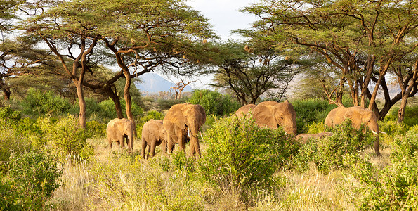 大象吃大象在丛林中走过许多灌木丛树干象牙厚皮动物荒野树木食草婴儿游客森林背景