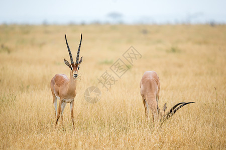 大角斑羚肯尼亚稀树草原草原上的羚羊群马赛大草原游戏喇叭森林保护动物衬套环境旅行背景