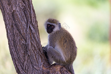 黑脸疣猴一只黑脸猴子坐在树上长尾灵长类毛皮国家游戏丛林公园野生动物动物乐趣背景