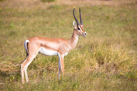 财鹿肯尼亚稀树草原地的土著羚羊群旅行衬套国家游戏平原植物沙漠旅游哺乳动物喇叭背景