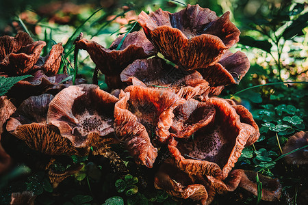 鳖目在色彩繁多的秋天森林中 香草蘑菇环境菌目美味苔藓胚芽生态蔬菜盘子寄生虫植物背景
