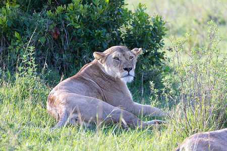 一只母狮在草地上安居乐业栖息地荒野大草原野生动物马赛国王游戏成人公园豹属背景图片