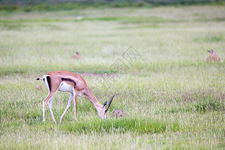 黑泽裕加泽勒草原草原上的草地棕色白色衬套动物马赛荒野牛角哺乳动物马拉国家背景