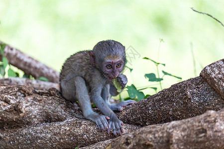 小猴子玩耍一只有趣的小猴子在地板上或树上玩耍动物国家动物群野生动物黑面长尾婴儿荒野灵长类异国背景