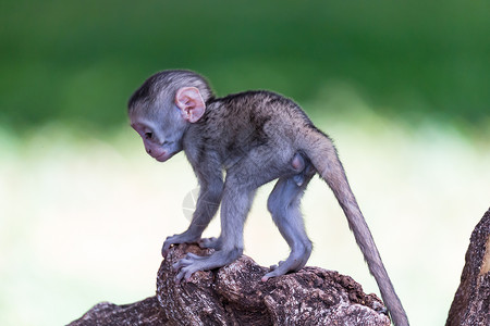 小猴子玩耍一只有趣的小猴子在地板上或树上玩耍动物野生动物灵长类活动动物群婴儿行星黑面国家栖息地背景