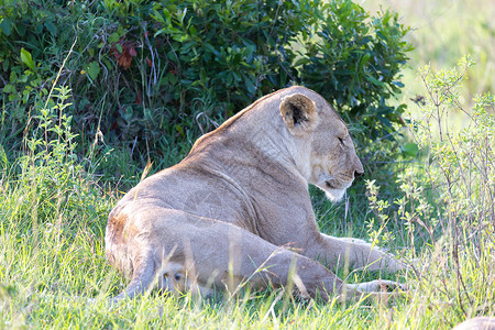 一只母狮在草地上安居乐业捕食者国家游戏公园动物眼睛狮子国王哺乳动物豹属背景图片