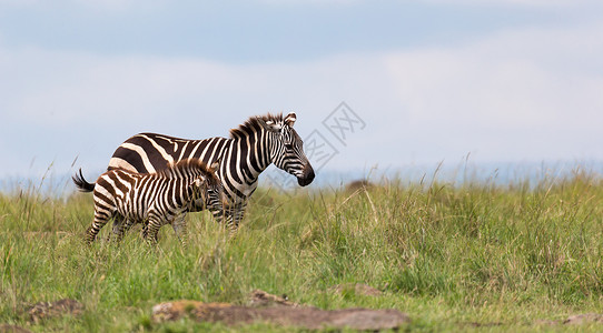 补血草属一个Zebra家族在靠近其他村庄的热带草原上放牧荒野平原公园衬套马赛动物旅行大草原国家移民背景