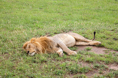 大狮子在草原的草地上休息动物男性哺乳动物毛皮国王鬃毛动物园国家猎人头发背景图片