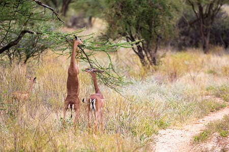 黑牛角肯尼亚草原上的一些羚羊群国家马赛旅行野生动物动物大草原喇叭马拉男性牛角背景