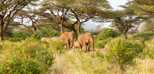荒野小象大象在丛林中走过许多灌木丛荒野野生动物国家婴儿树干哺乳动物公园旅行象牙厚皮背景