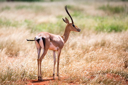 黑牛角肯尼亚稀树草原草原的 羚羊男性生活食草公园哺乳动物森林动物群旅行牛角动物背景
