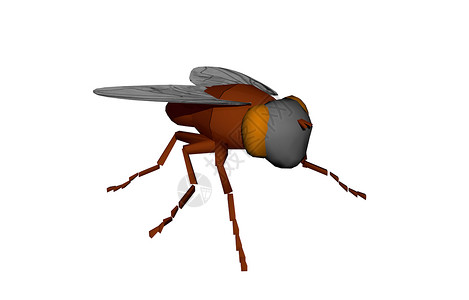 长有复合眼睛的苍蝇昆虫害虫翅脉绿色红色疾病背景图片