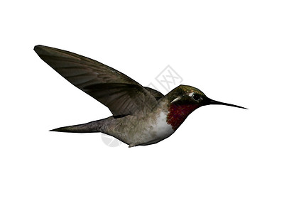 翅膀在空中飞翔的蜂鸟花蜜苍蝇尾巴羽毛灰色红色背景图片