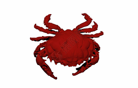 红沙滩蟹和硬壳贝类剪刀螃蟹海鲜海洋生物动物沙滩背景图片