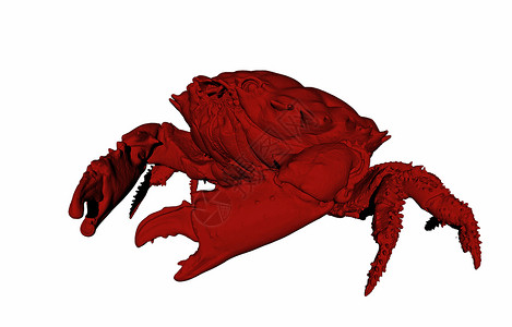 红沙滩蟹和硬壳海洋生物沙滩剪刀贝类动物螃蟹海鲜背景图片
