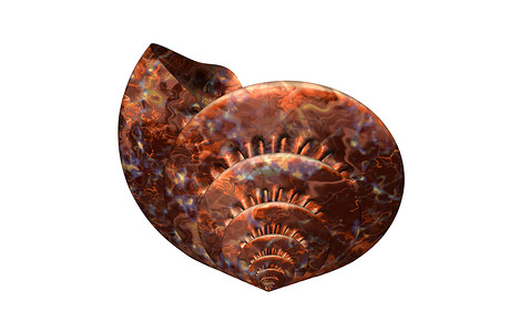 具有结构的螺旋螺壳石灰石旋转蜗牛壳住房蜗牛背景图片