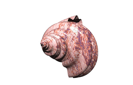 具有结构的螺旋螺壳蜗牛旋转蜗牛壳住房石灰石背景图片