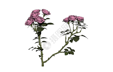 玫瑰花丛 有鲜花和刺玫瑰花朵玫瑰丛花瓣花盆荆棘背景图片