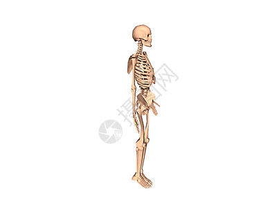 人体基因骨头和关节的人体骨骼脊柱颅骨基因肋骨药品四肢褐色骨盆死亡背景