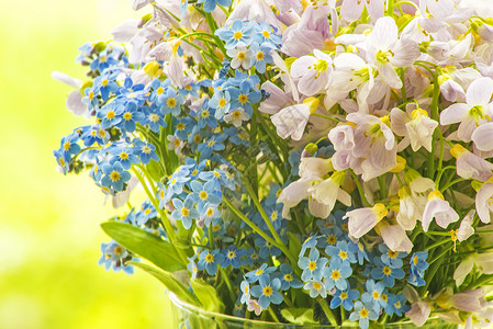 草地花的布盖白色花束粉色蓝色植物群绿色荒野植物背景图片