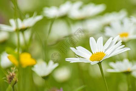 marguerite 语词美丽植物学植物绿色草地雏菊白色花瓣宏观菊花背景图片