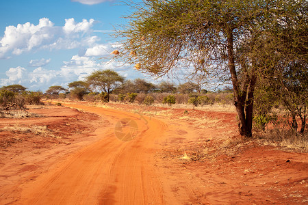 肯尼亚草原上的红路 长着一棵大树高清图片