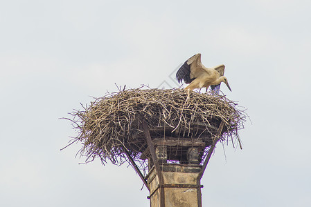 筑巢中的野生动物动物群候鸟保护动物生殖后代移民背景图片