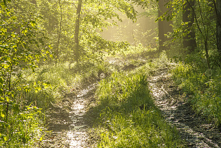 阳光明媚的春光森林冥想情绪木头环境季节性隧道娱乐棕色绿色通道背景图片