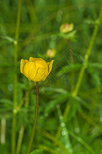 金莲花环球花 欧洲特罗卢斯植物群黄色植物地球美丽花瓣花朵生物学荒野地球花背景