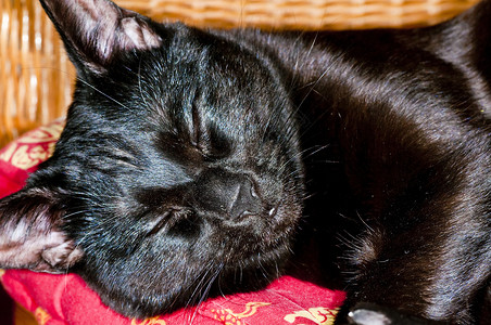 猫咪睡觉男性工具毛皮宠物成套小猫动物黑色背景图片