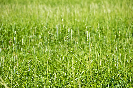 大麦草 能源草纤维素小麦全球生产气体萃取生物活力技术植物背景图片