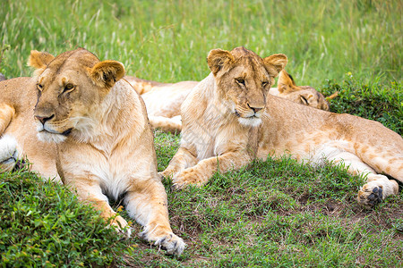 肯尼亚大草原的狮子家庭豹属花园母狮濒危太阳猎人荒野食肉女性动物图片