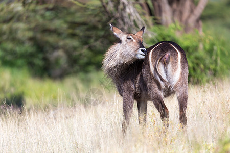 大角斑羚肯尼亚稀树草原中间的羚羊国家大草原食草动物牛角森林公园游戏衬套荒野背景