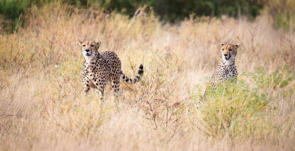 两只猎豹在草地上望向距离斑点阴影捕食者猎人动物野生动物猎物荒野食肉土地背景图片