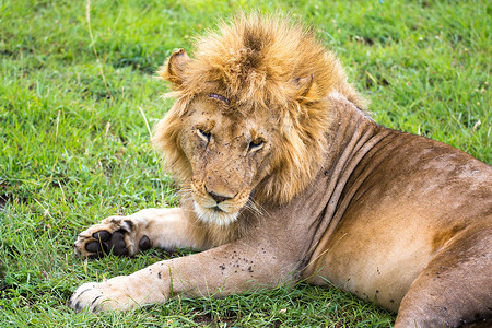 一只大狮子躺在草丛中的草原上 在一幅巨人的地貌中野生动物鬃毛男性动物丛林毛皮头发哺乳动物濒危荒野背景图片