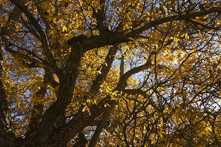 一棵美丽的核桃树 秋天盛装黄叶子 西班牙树干裙子风景阳光矿石晴天照片树林植被叶子背景图片