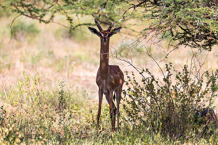 格列努克食草动物羚羊高清图片