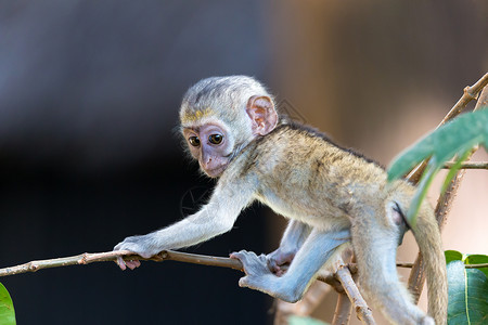 小猴子玩耍一只有趣的小猴子在地板上或树上玩耍马赛异国野生动物黑面行星婴儿活动长尾栖息地国家背景