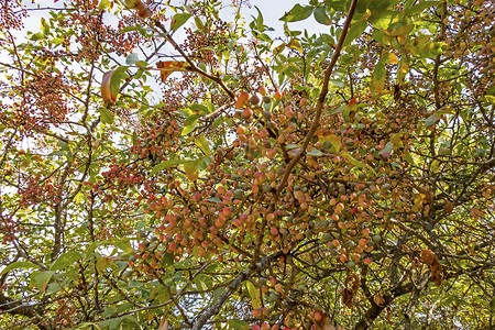 乳香树德列滨氏树及其天然果实季节胶树生长植物农村疗法晴天树叶水果树干背景