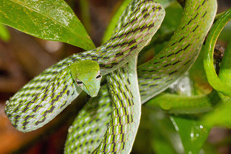 鞭蛇荒芜之地生态旅游高清图片