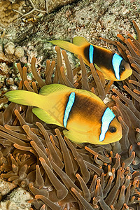 胞苷红海鳕鱼 双带的阿内莫尼鱼 红海 埃及动物潜艇海洋动物群毒液生态生物荒野动物学息肉背景