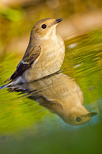 鼯鼠西班牙地中海森林森林森林林池塘 皮埃德捕猎者避难所多样性动物学荒野栖息地鸟类动物群动物观鸟者洗澡背景