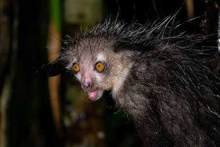 稀有的埃耶狐猴 只有夜行哺乳动物灵长类恶魔手指眉头荒野尾巴动物生态旅游椰子背景图片