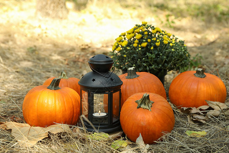 与户外南瓜和蜡烛的舒适秋季概念作品植物花瓶黄色季节感恩灯笼树叶橙子叶子背景图片