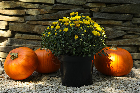 与户外菊花和南瓜的秋天概念花瓶木材感恩季节作品木头树叶叶子黄色橙子背景图片