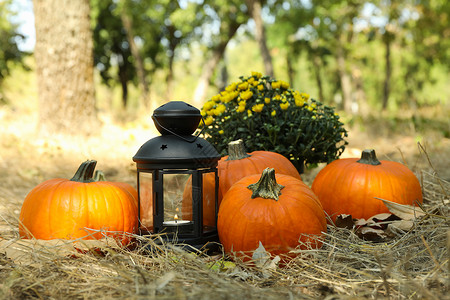 与户外南瓜和蜡烛的舒适秋季概念叶子植物树叶花瓶感恩木头作品季节橙子黄色背景图片