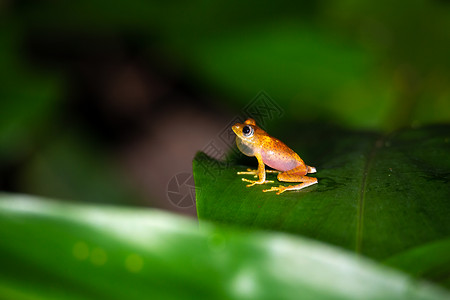 绿叶小青蛙马达加斯加绿叶上的橙子小青蛙动物群爬虫树木青蛙叶子原始森林热带雨林橙子丛林宏观背景
